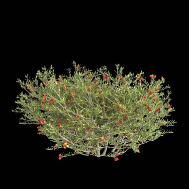 3d illustration of Nitraria billardierei bush red flower isolated on black background clipart