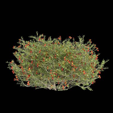 3d illustration of Nitraria billardierei bush red flower isolated on black background clipart