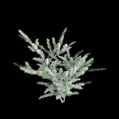 Okaliptüs pulverulenta ağacının siyah arkaplanda izole edilmiş 3d çizimi
