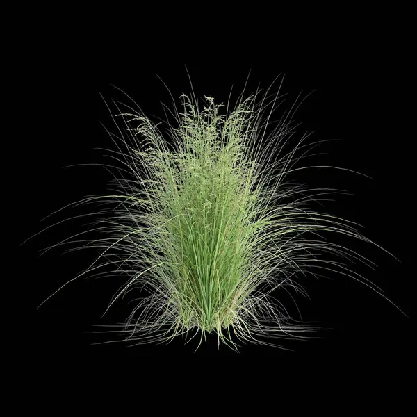 Poa labillardier çalılığının siyah arkaplanda izole edilmiş 3D çizimi
