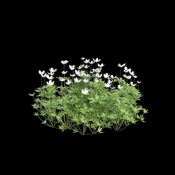 Ilustração Anemone Canadensis Arbusto Isolado Fundo Preto Fotografia De Stock