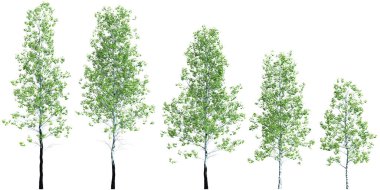 Beyaz arkaplanda izole edilmiş Populus Tremuloides ağacının 3d illüstrasyonu