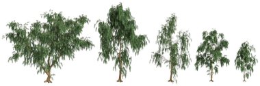 Beyaz arkaplanda izole Casuarina glauca ağacının 3d illüstrasyonu