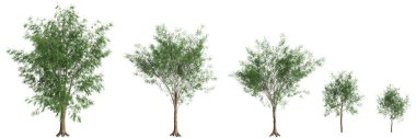 Beyaz arkaplanda izole edilmiş Carya Cordiforis ağacının 3d çizimi