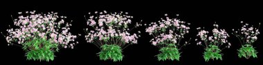 Pembe Anemone Hupehensis çalılarının siyah arkaplanda izole edilmiş 3D çizimi