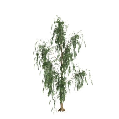 Beyaz arkaplanda izole edilmiş Casuarina glauca ağacının 3d çizimi