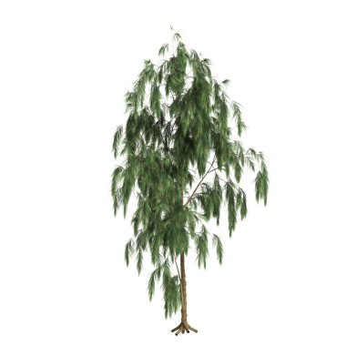 Beyaz arkaplanda izole edilmiş Casuarina glauca ağacının 3d çizimi