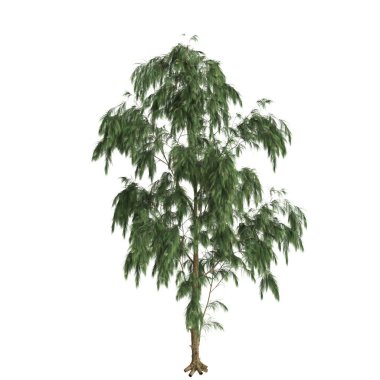 Beyaz arkaplanda izole edilmiş Casuarina glauca ağacının 3d çizimi