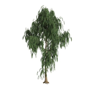 Beyaz arkaplanda izole edilmiş Casuarina glauca ağacının 3d çizimi