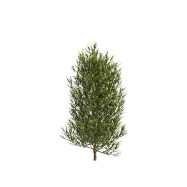 Beyaz arkaplanda izole edilmiş Acmena Smithii çalılarının 3D çizimi