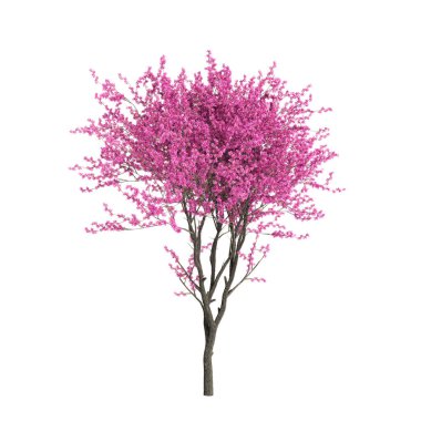 3d illustration of Cercis Siliquastrum tree isolated on white background clipart