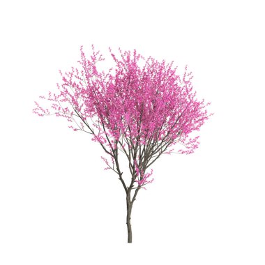 Beyaz arkaplanda izole edilmiş Cercis Siliquastrum ağacının 3d çizimi