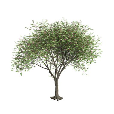 Beyaz arkaplanda izole edilmiş Cercis Siliquastrum ağacının 3d çizimi