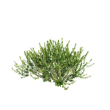 Beyaz arkaplanda izole edilmiş Buxus Microphylla shurubs 3d illüstrasyon