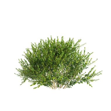 Beyaz arkaplanda izole edilmiş Buxus Microphylla shurubs 3d illüstrasyon