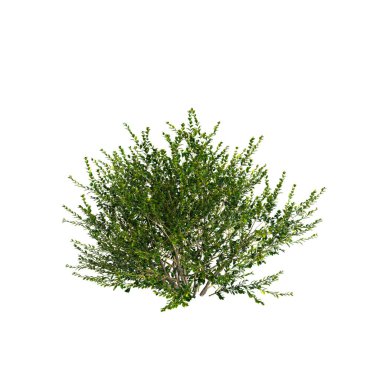 Beyaz arkaplanda izole edilmiş Buxus Microphylla shurubs 3d illüstrasyon
