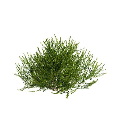 Beyaz arkaplanda izole edilmiş Buxus Microphylla shurubs 3d illüstrasyon