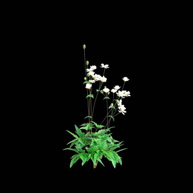 Akan beyaz Anemone Hupehensis çalılarının siyah arkaplanda izole edilmiş üç boyutlu çizimi