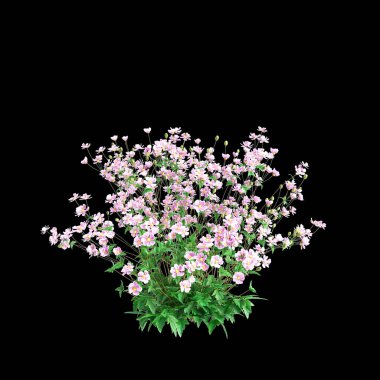 3d illustration of flowing pink Anemone Hupehensis shrubs isolated on black background clipart