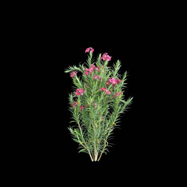 Siyah arkaplanda bulunan akışkan pembe Neryum Oleander çalılarının 3D çizimi