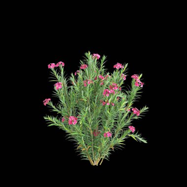 Siyah arkaplanda bulunan akışkan pembe Neryum Oleander çalılarının 3D çizimi