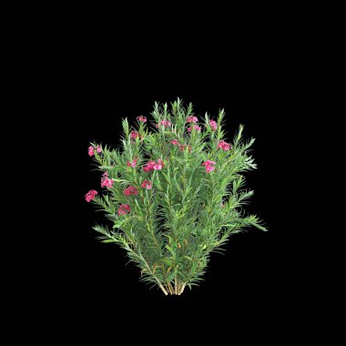 Siyah arkaplanda bulunan akışkan pembe Neryum Oleander çalılarının 3D çizimi