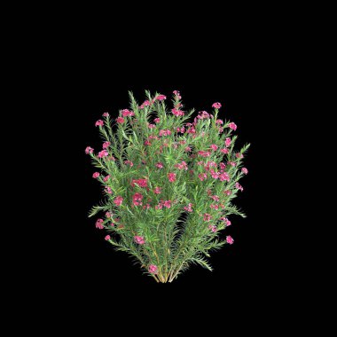 Siyah arkaplanda bulunan akışkan pembe Neryum Oleander çalılarının 3D çizimi
