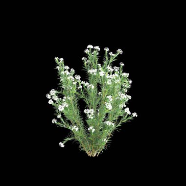 Akan beyaz Neryum Oleander çalılarının siyah arkaplanda izole edilmiş 3D çizimi