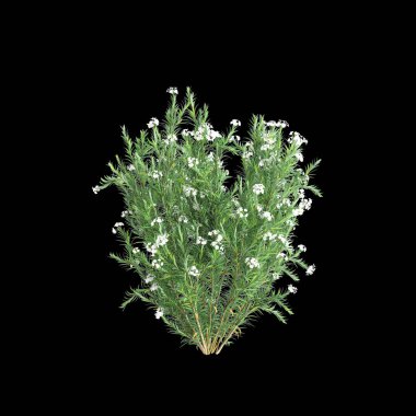 Akan beyaz Neryum Oleander çalılarının siyah arkaplanda izole edilmiş 3D çizimi