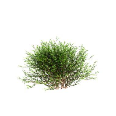 Lonicera Nitida çalılarının beyaz arkaplanda izole edilmiş 3d çizimi