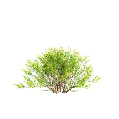 Baggesens Gold çalılarının beyaz arkaplanda izole edilmiş 3d çizimi