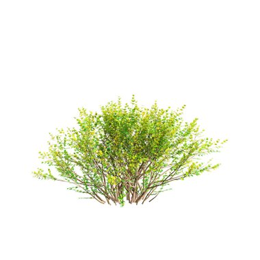 Baggesens Gold çalılarının beyaz arkaplanda izole edilmiş 3d çizimi