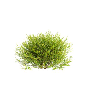 Baggesens Gold çalılarının beyaz arkaplanda izole edilmiş 3d çizimi