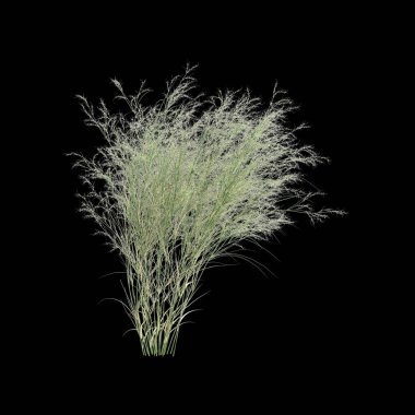 Austrostipa ramosissima otunun siyah arka planda izole edilmiş 3D çizimi