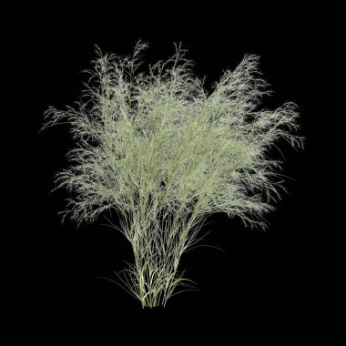 Austrostipa ramosissima otunun siyah arka planda izole edilmiş 3D çizimi