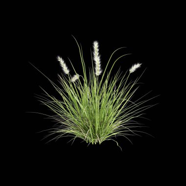 Siyah arkaplanda izole edilmiş pennisetum alopecuroides otunun 3d çizimi