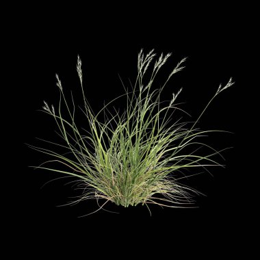Siyah arkaplanda izole edilmiş üç boyutlu rytidosperma caespitosum çimi çizimi