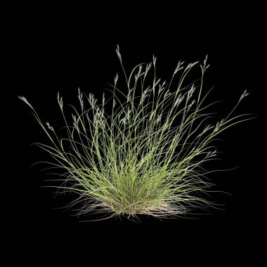 Siyah arkaplanda izole edilmiş üç boyutlu rytidosperma caespitosum çimi çizimi