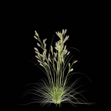 Siyah arkaplanda izole edilmiş üç boyutlu cymbopogon ambiguus çimi çizimi