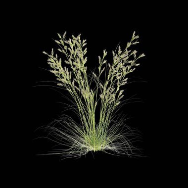 Siyah arkaplanda izole edilmiş üç boyutlu cymbopogon ambiguus çimi çizimi