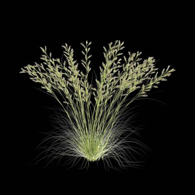Siyah arkaplanda izole edilmiş üç boyutlu cymbopogon ambiguus çimi çizimi