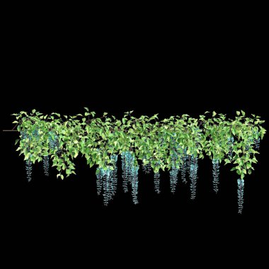 Siyah arkaplanda asılı Strongylodon makrobotrislerinin 3D çizimi