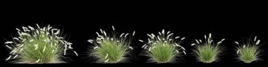 Pennisetum alopecuroides çalılığının siyah arkaplanda izole edilmiş 3D çizimi