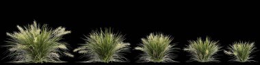 Lomandra Hystrix çalılığının siyah arka planda izole edilmiş 3D çizimi