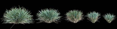 Lomandra Glauca çalılığının siyah arka planda izole edilmiş 3D çizimi
