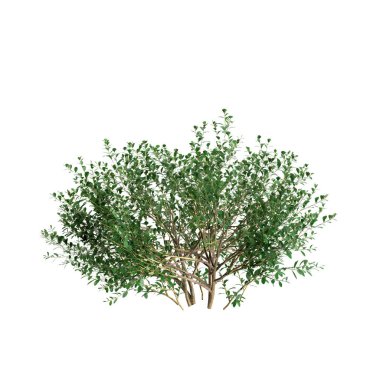 Beyaz arkaplanda Ilex Glabra çalılarının 3 boyutlu çizimi