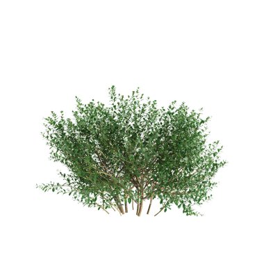 Beyaz arkaplanda Ilex Glabra çalılarının 3 boyutlu çizimi