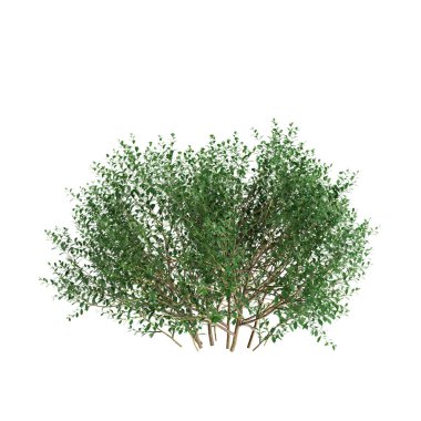 Beyaz arkaplanda Ilex Glabra çalılarının 3 boyutlu çizimi