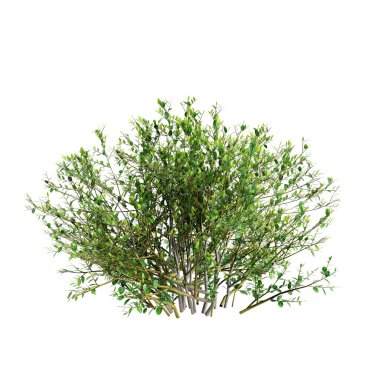 Beyaz arkaplanda izole edilmiş Ilex Crenata çalılarının 3d çizimi