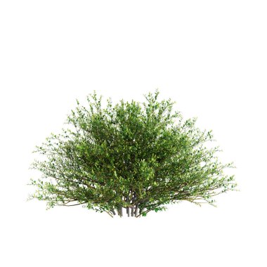 Beyaz arkaplanda izole edilmiş Ilex Crenata çalılarının 3d çizimi